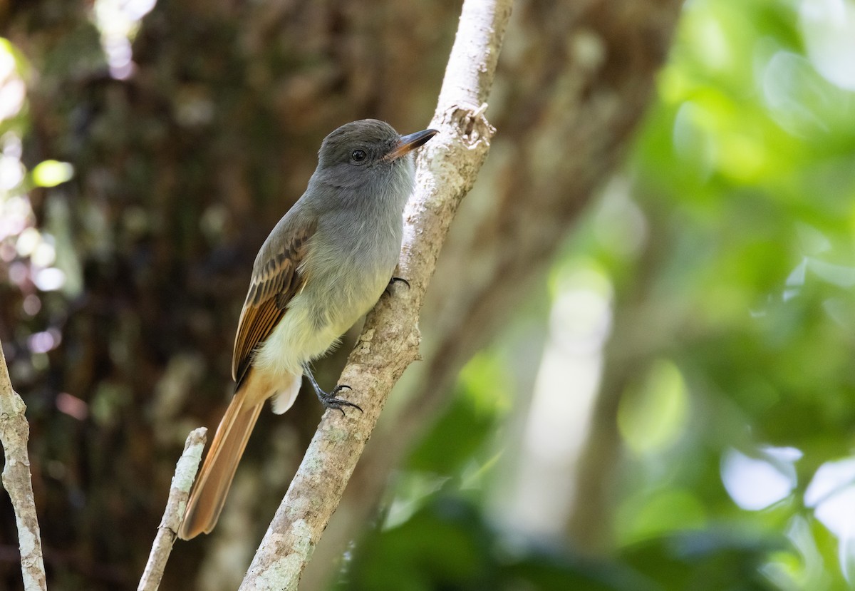 Rufous-tailed Flycatcher - ML557482211