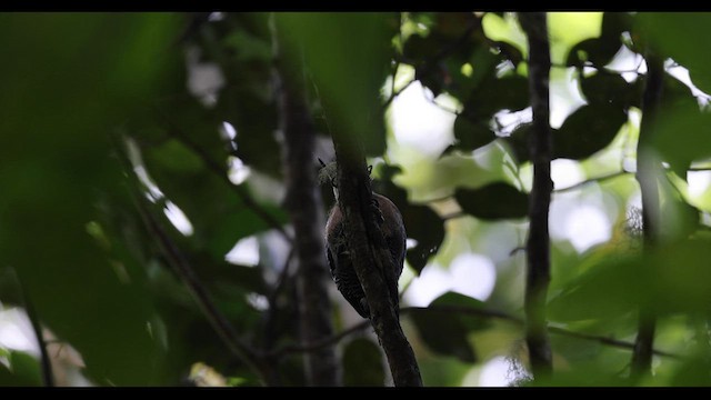 Jamaican Woodpecker - ML557482491