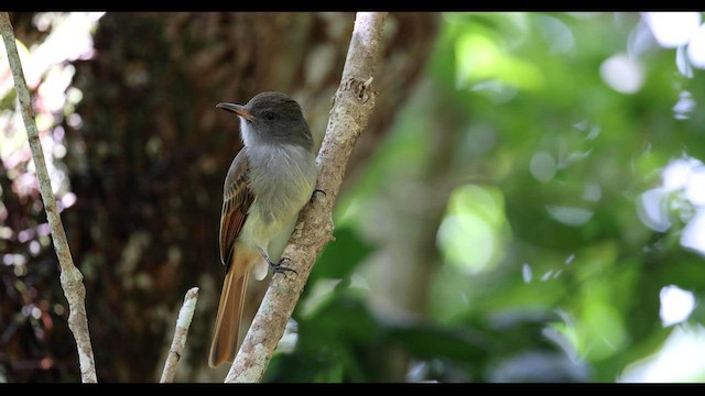 Rufous-tailed Flycatcher - ML557482641