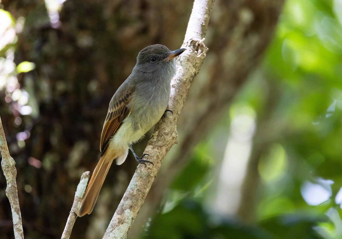 Rufous-tailed Flycatcher - ML557482681