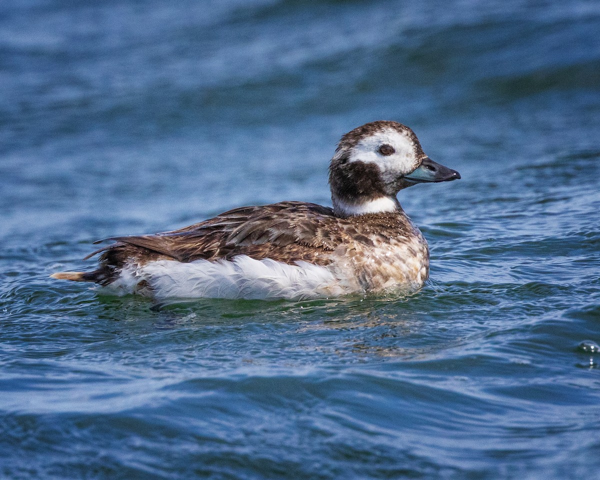 Long-tailed Duck - ML557482981