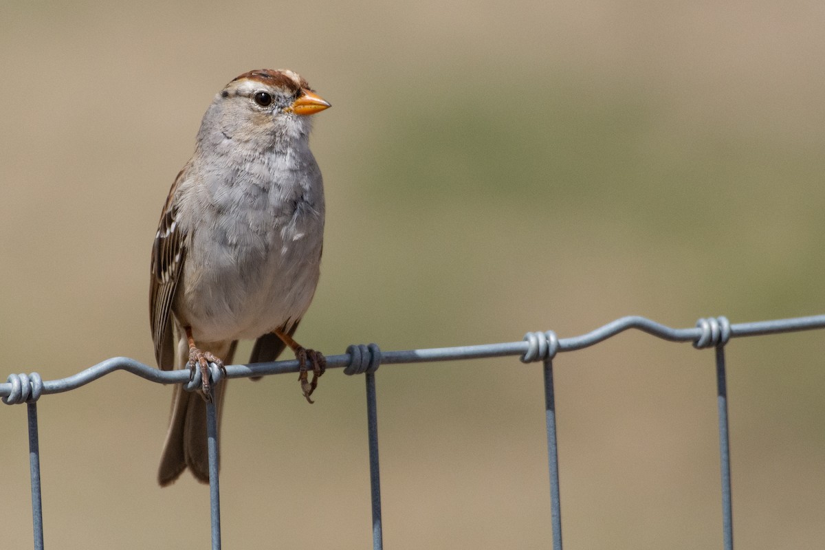 White-crowned Sparrow (Gambel's) - ML557483691