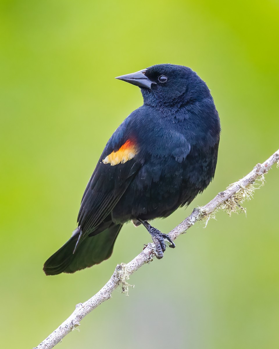 Red-winged Blackbird - Todd Fibus