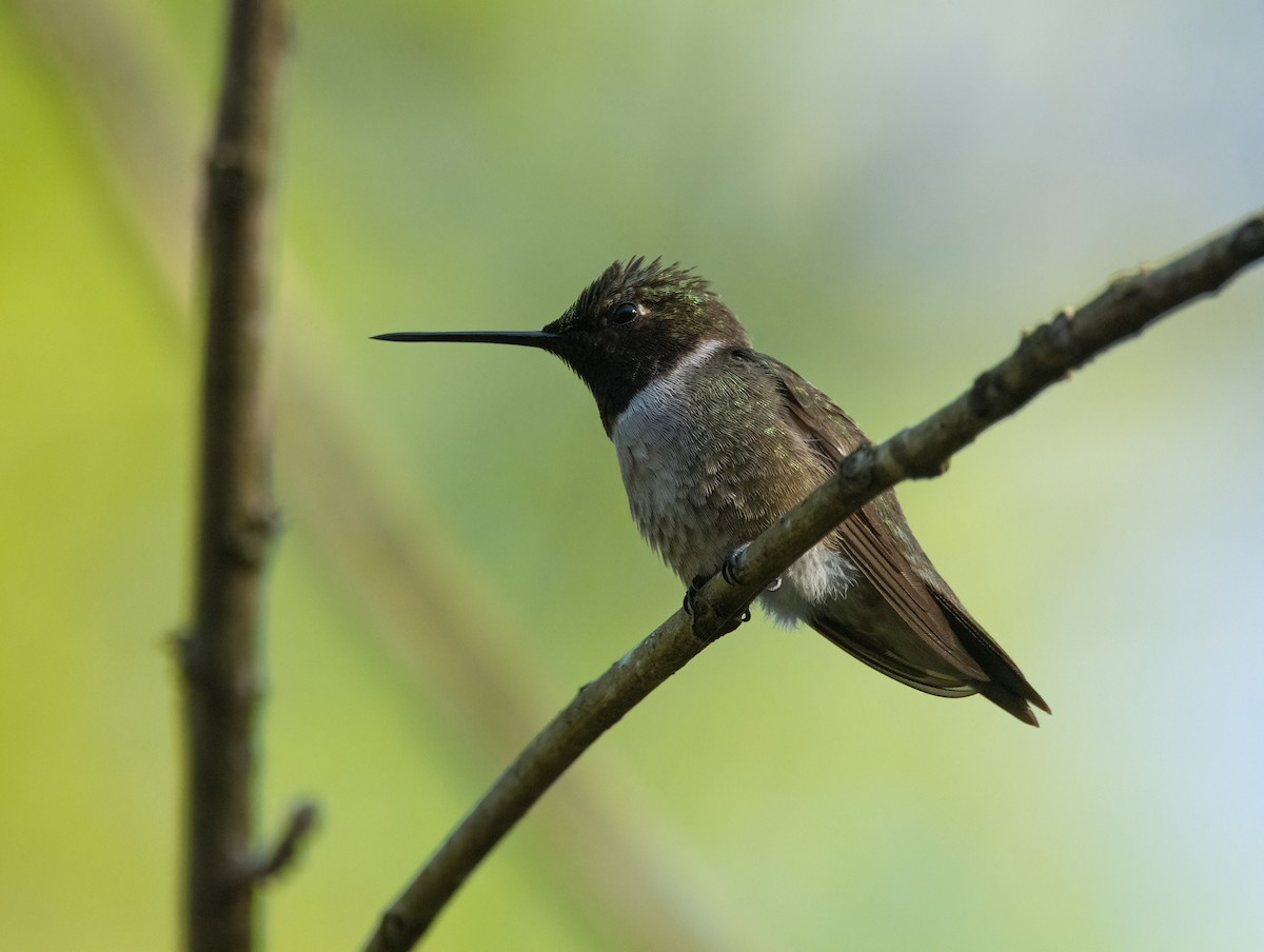 Black-chinned Hummingbird - ML557486551