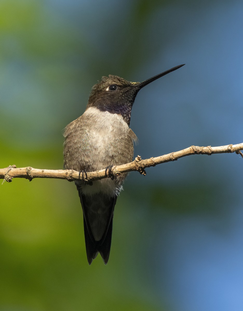 Black-chinned Hummingbird - ML557486591