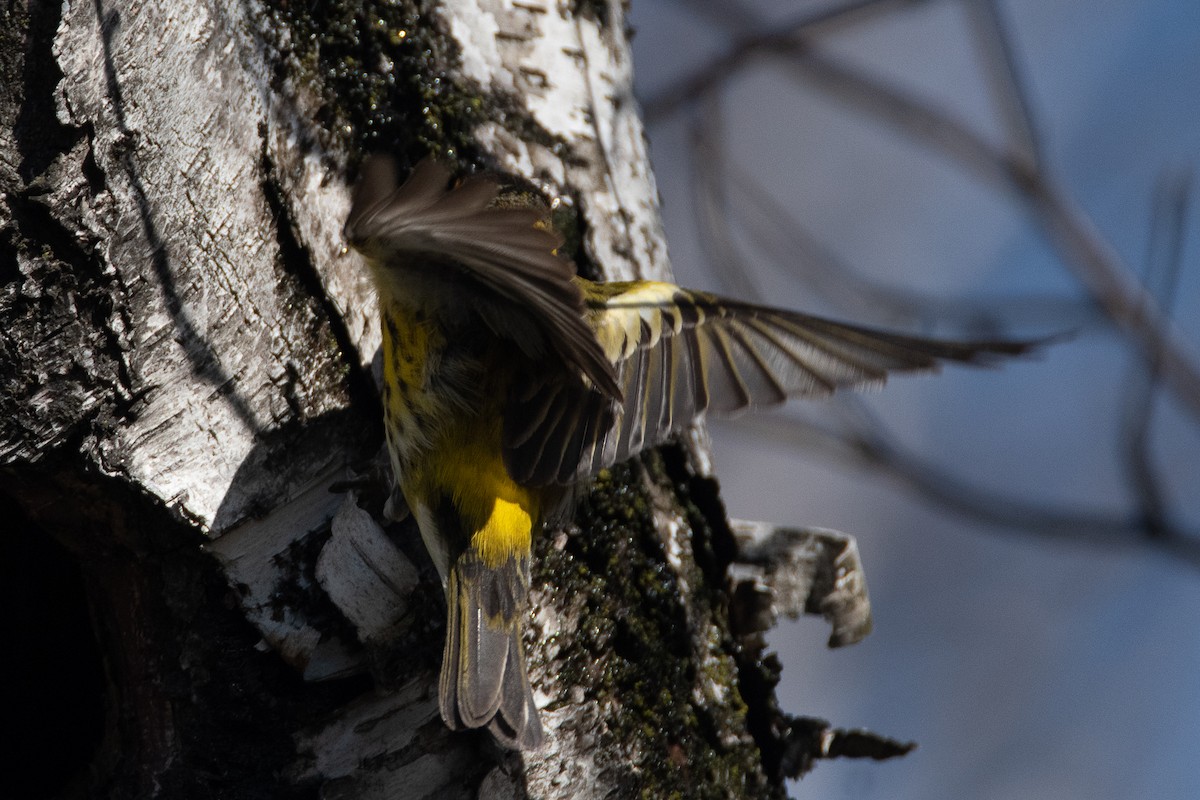 Cape May Warbler - ML557486921