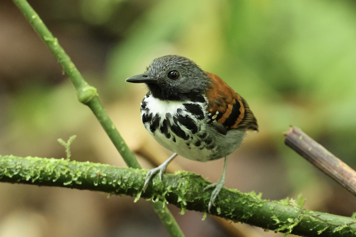 Spotted Antbird - ML557488401