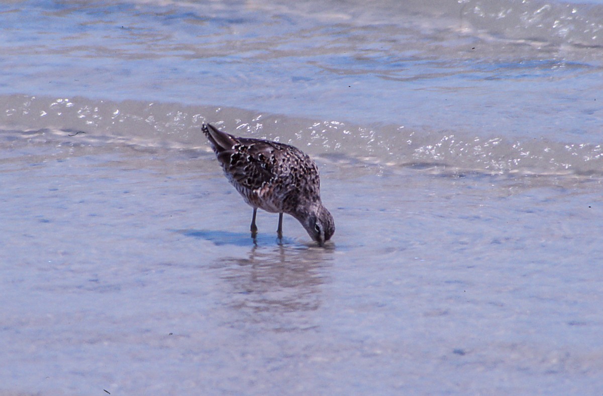 Long-billed Dowitcher - ML55749011