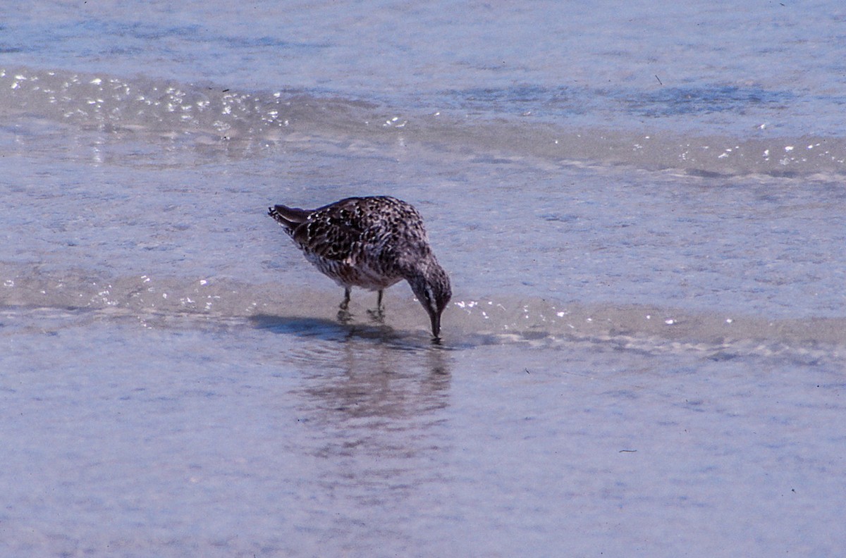 Long-billed Dowitcher - ML55749031