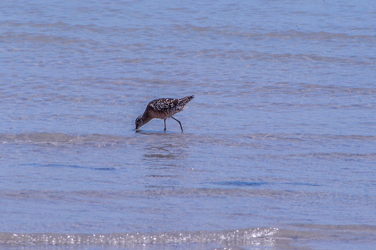 Long-billed Dowitcher - ML55749051