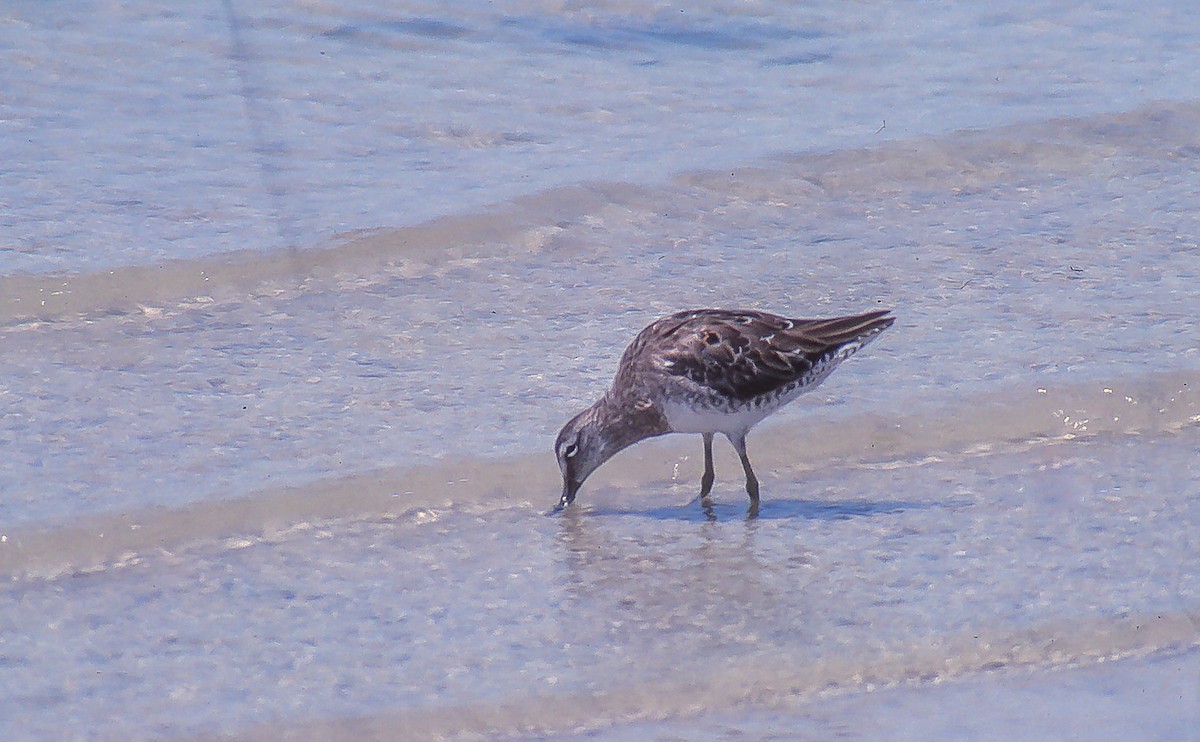 Long-billed Dowitcher - ML55749101