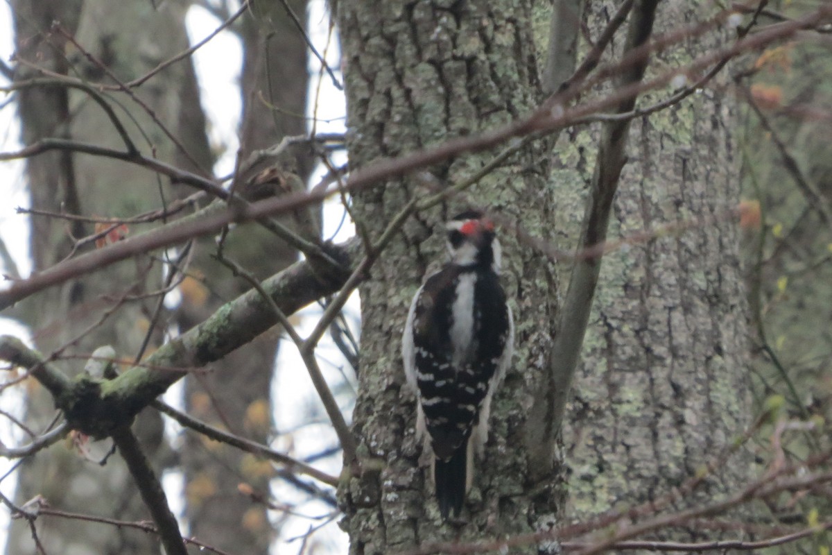 Downy Woodpecker - ML55749201