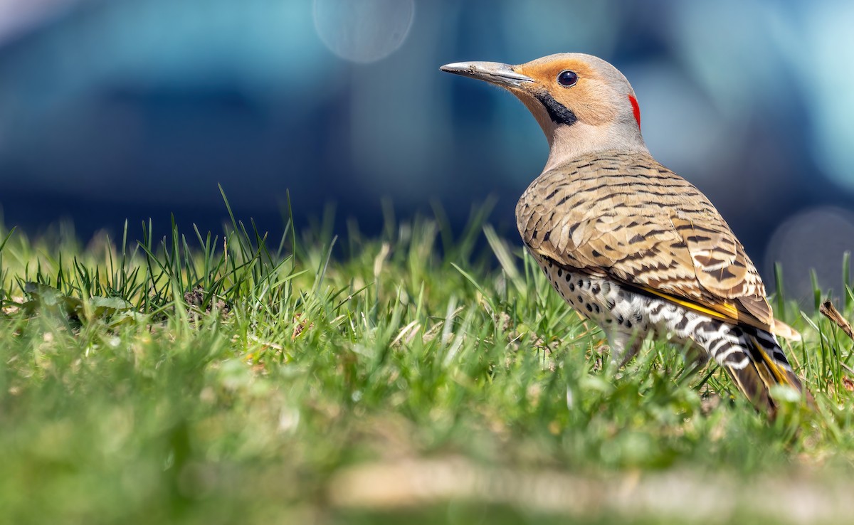 Northern Flicker (Yellow-shafted) - Connor Cochrane