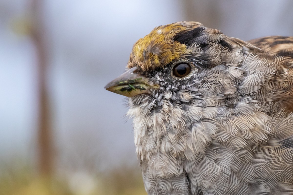 Golden-crowned Sparrow - ML557496041