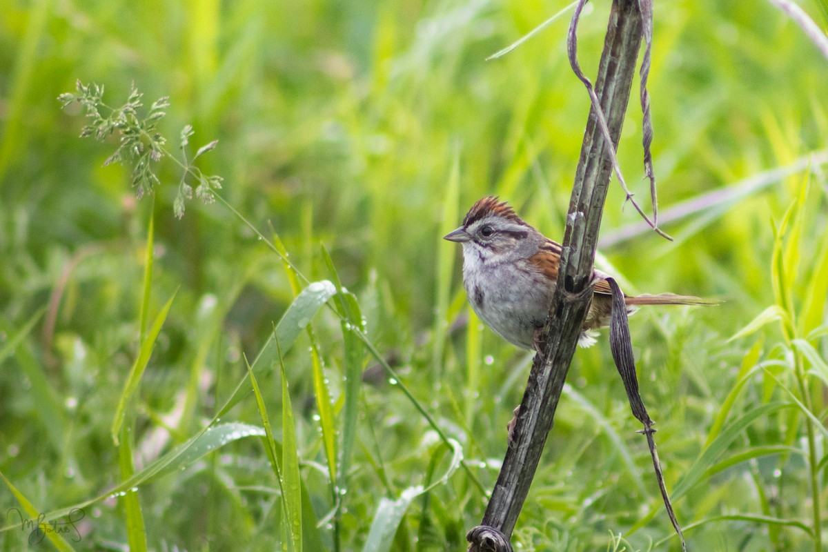 Swamp Sparrow - ML557496191