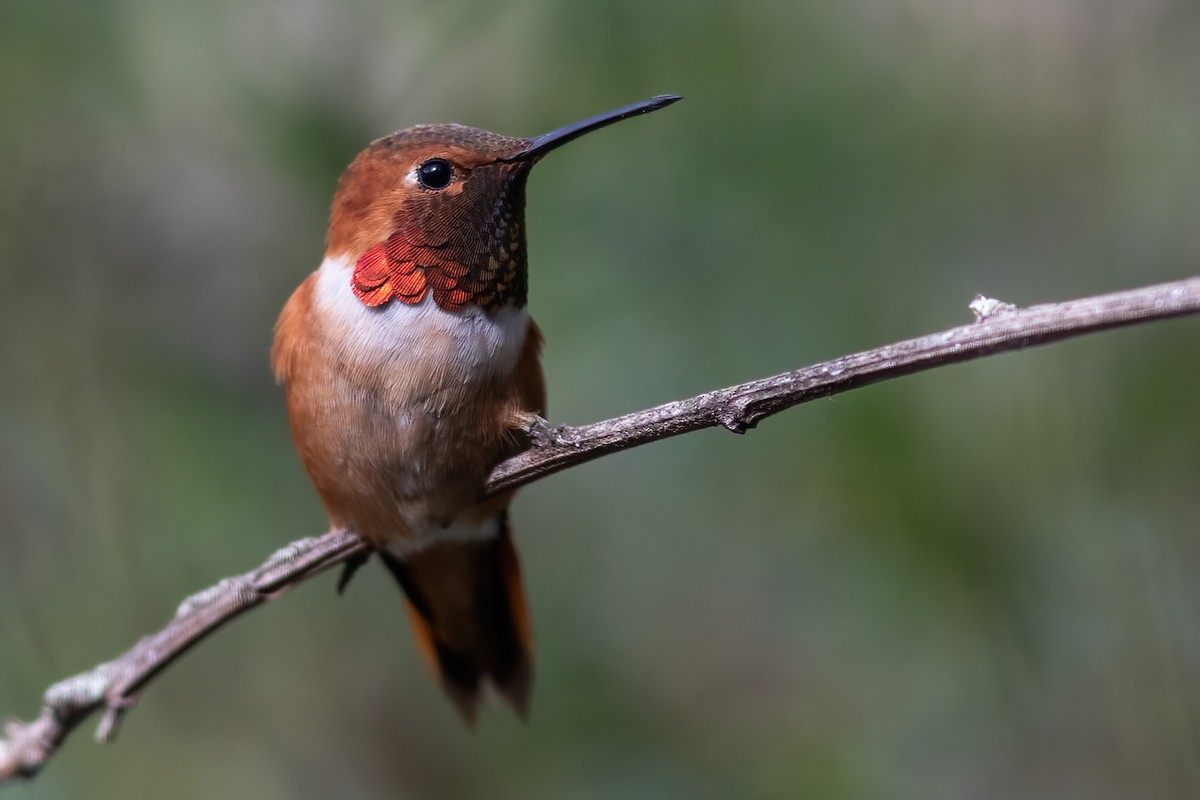 eBird Checklist - 13 Apr 2023 - 1159 Janus St. - 9 species