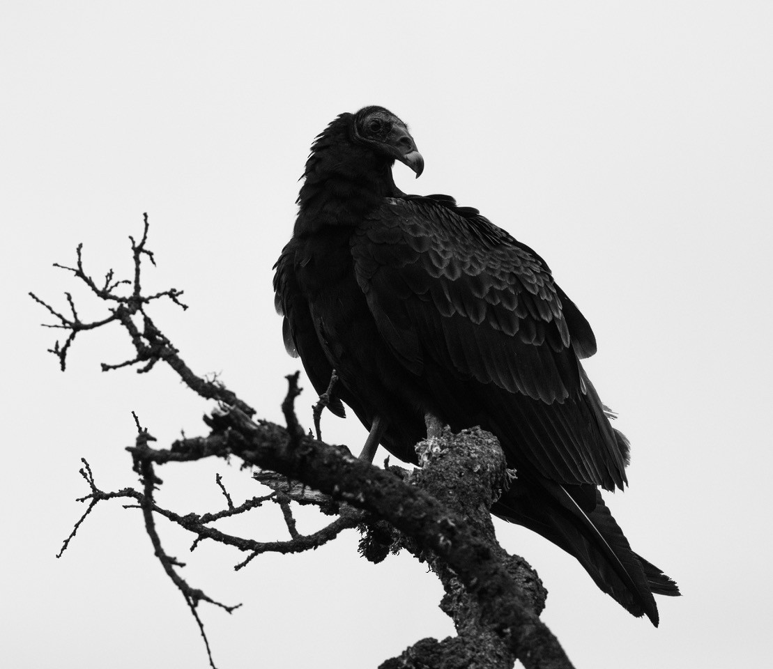 Turkey Vulture - ML557502011