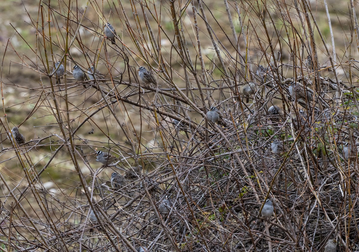White-crowned Sparrow - ML557502631