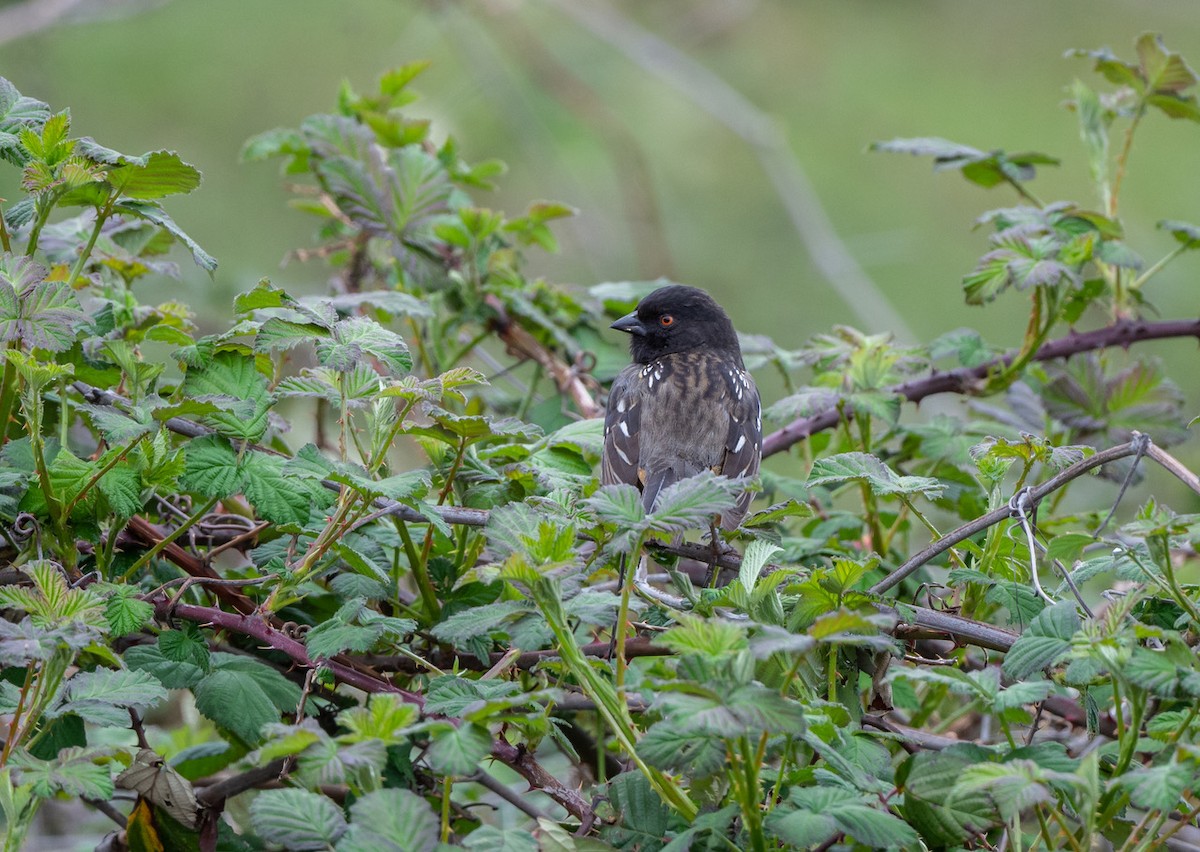Spotted Towhee - ML557502891