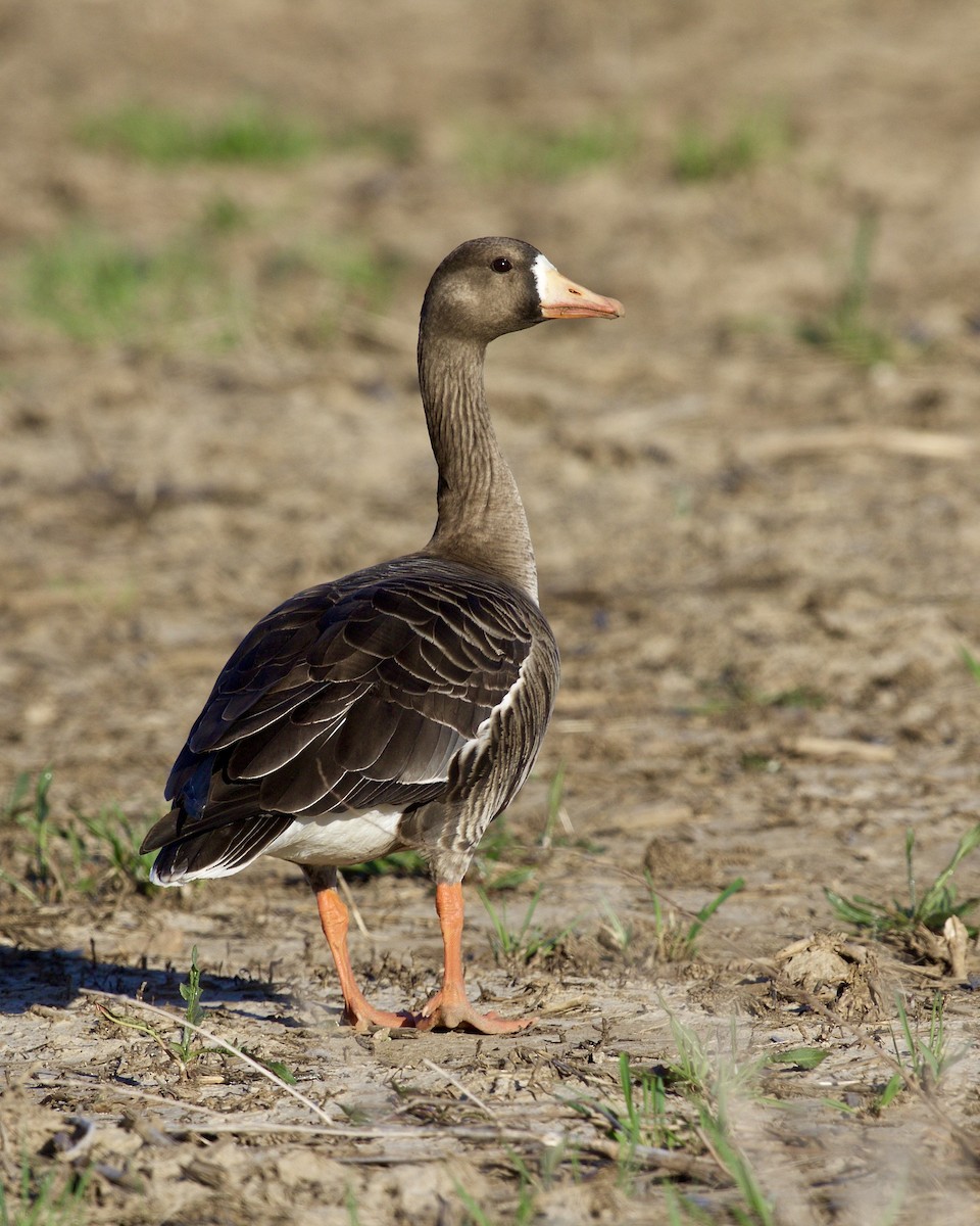 Greater White-fronted Goose - ML557504111