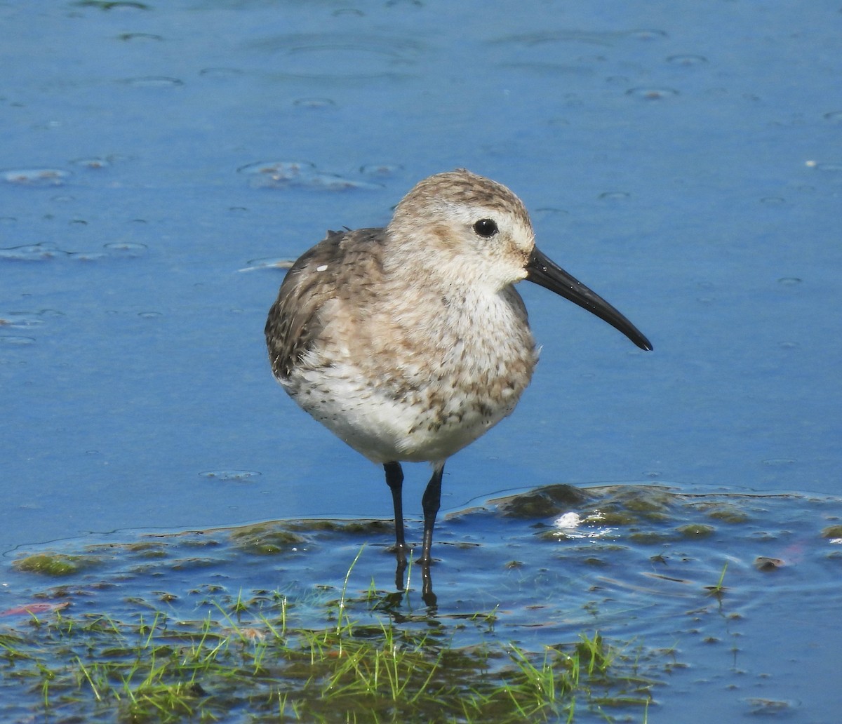 EBird Checklist 13 Apr 2023 Galveston Moody Gardens 3 Species