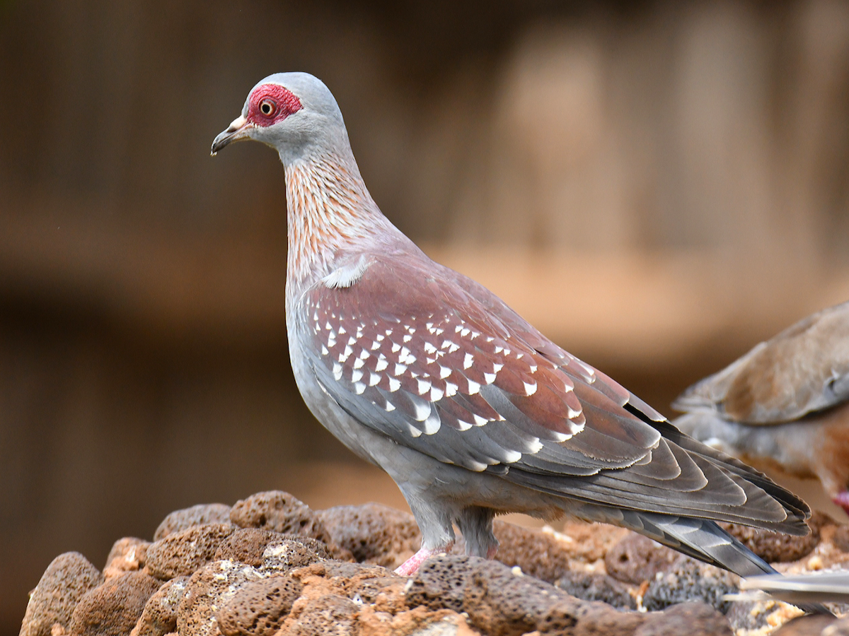 Speckled Pigeon - ML557513711