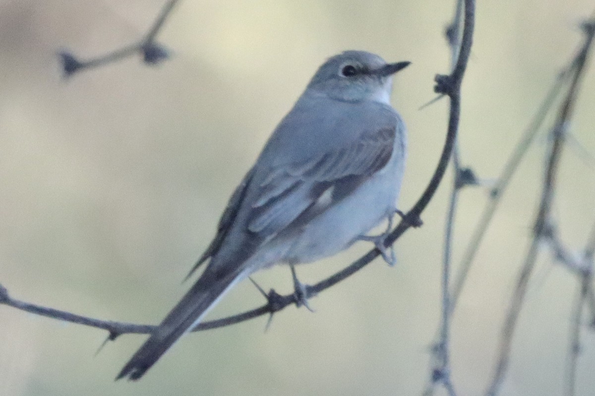 Townsend's Solitaire - ML557517321