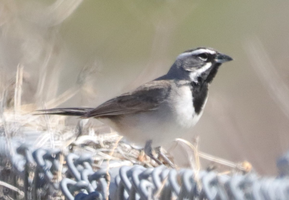 Black-throated Sparrow - ML557517561