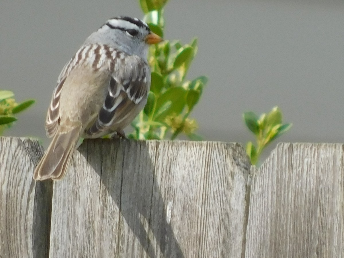 White-crowned Sparrow - ML557522481