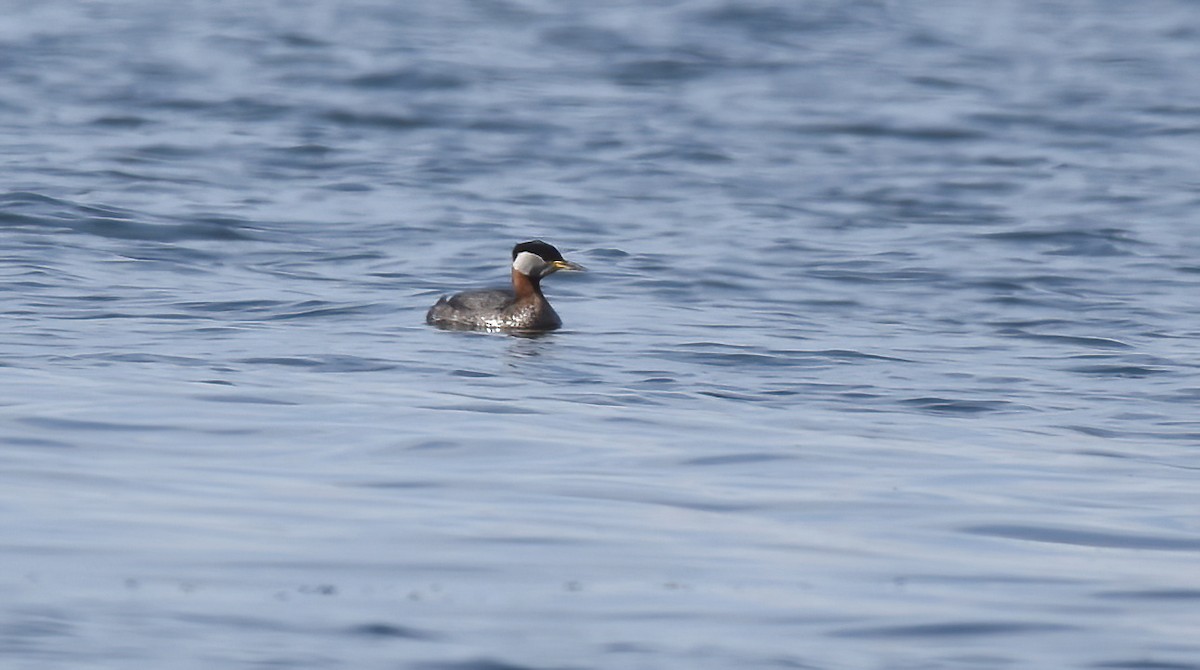 Red-necked Grebe - Christopher Lindsey