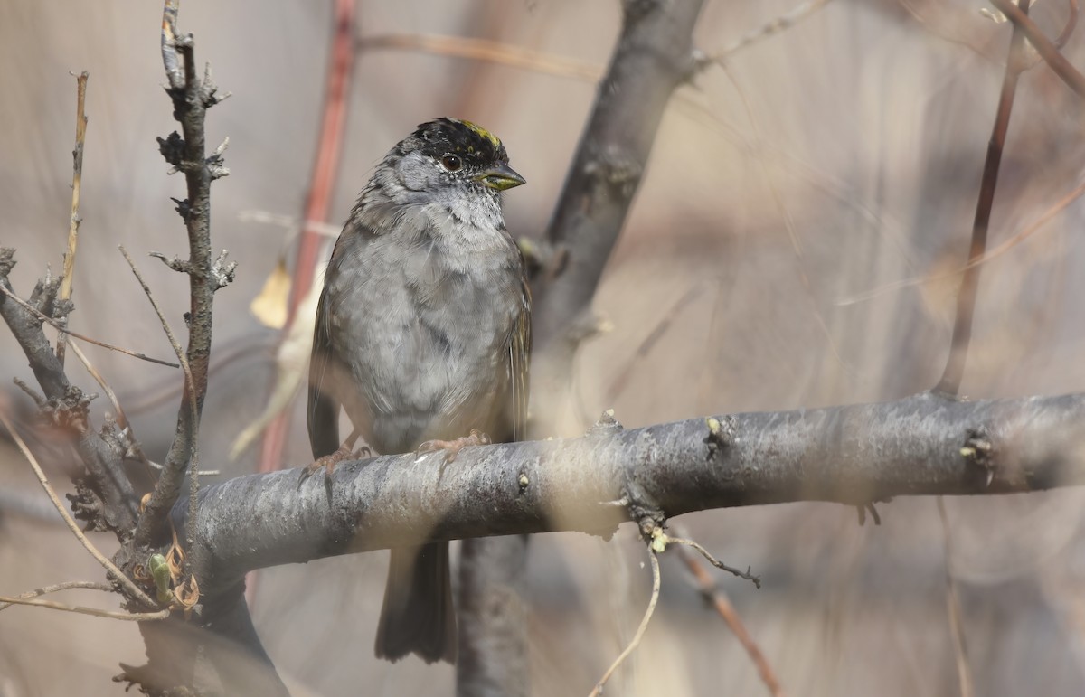Golden-crowned Sparrow - ML557525601