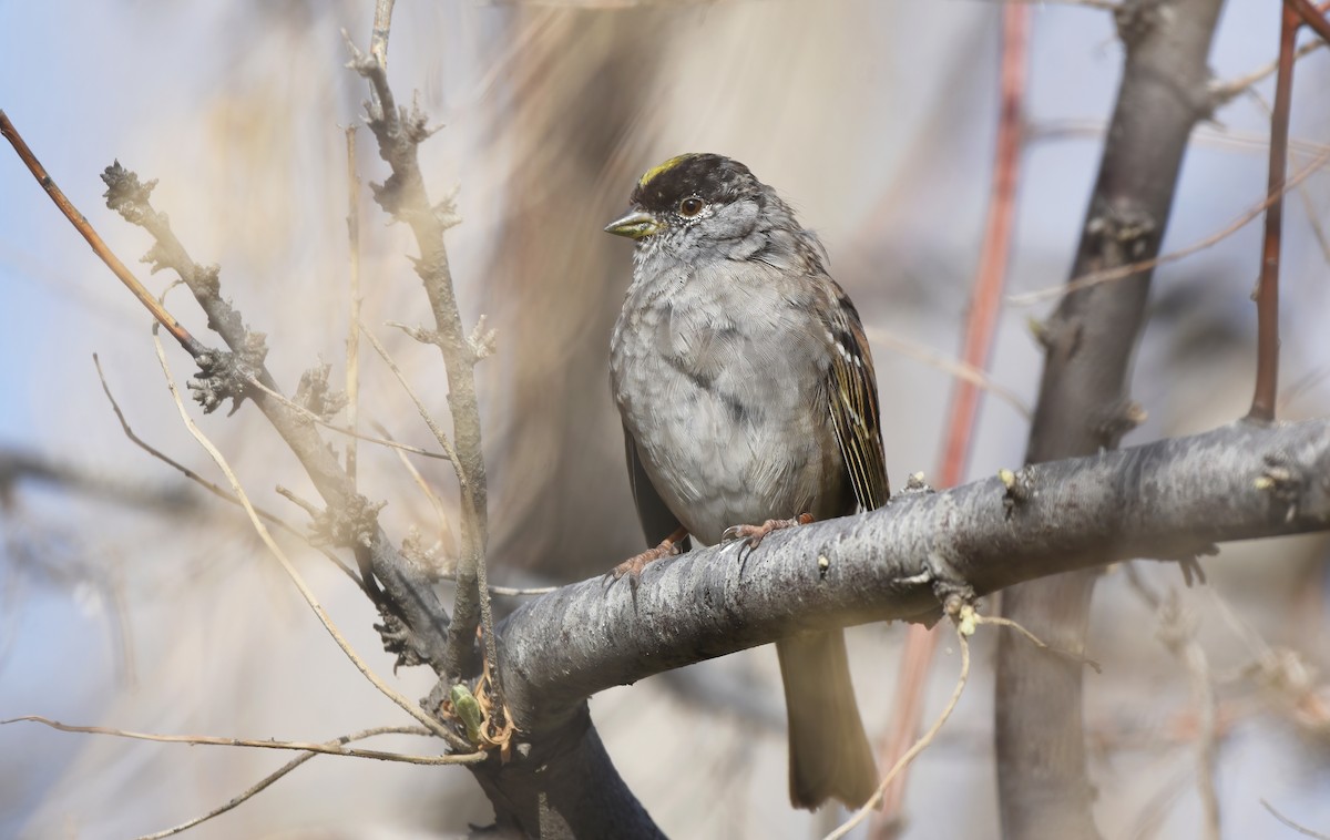 Golden-crowned Sparrow - ML557525611