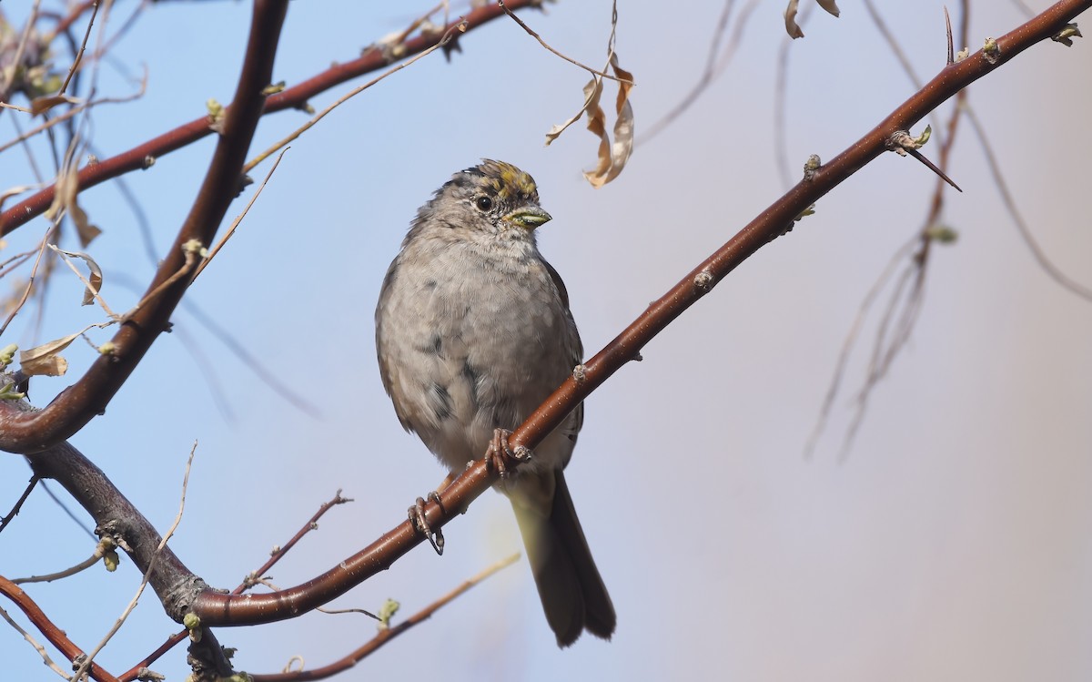 Golden-crowned Sparrow - ML557525661