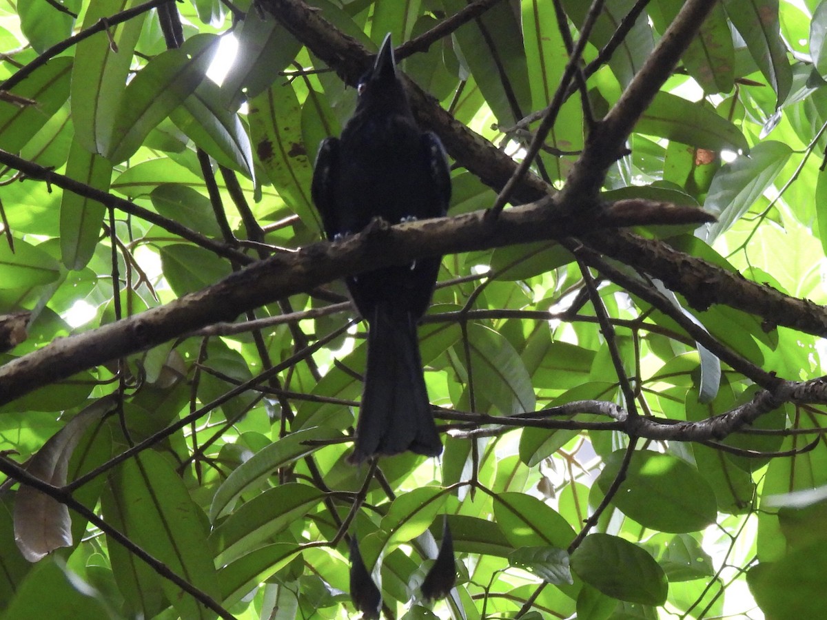 Greater Racket-tailed Drongo - ML557529891