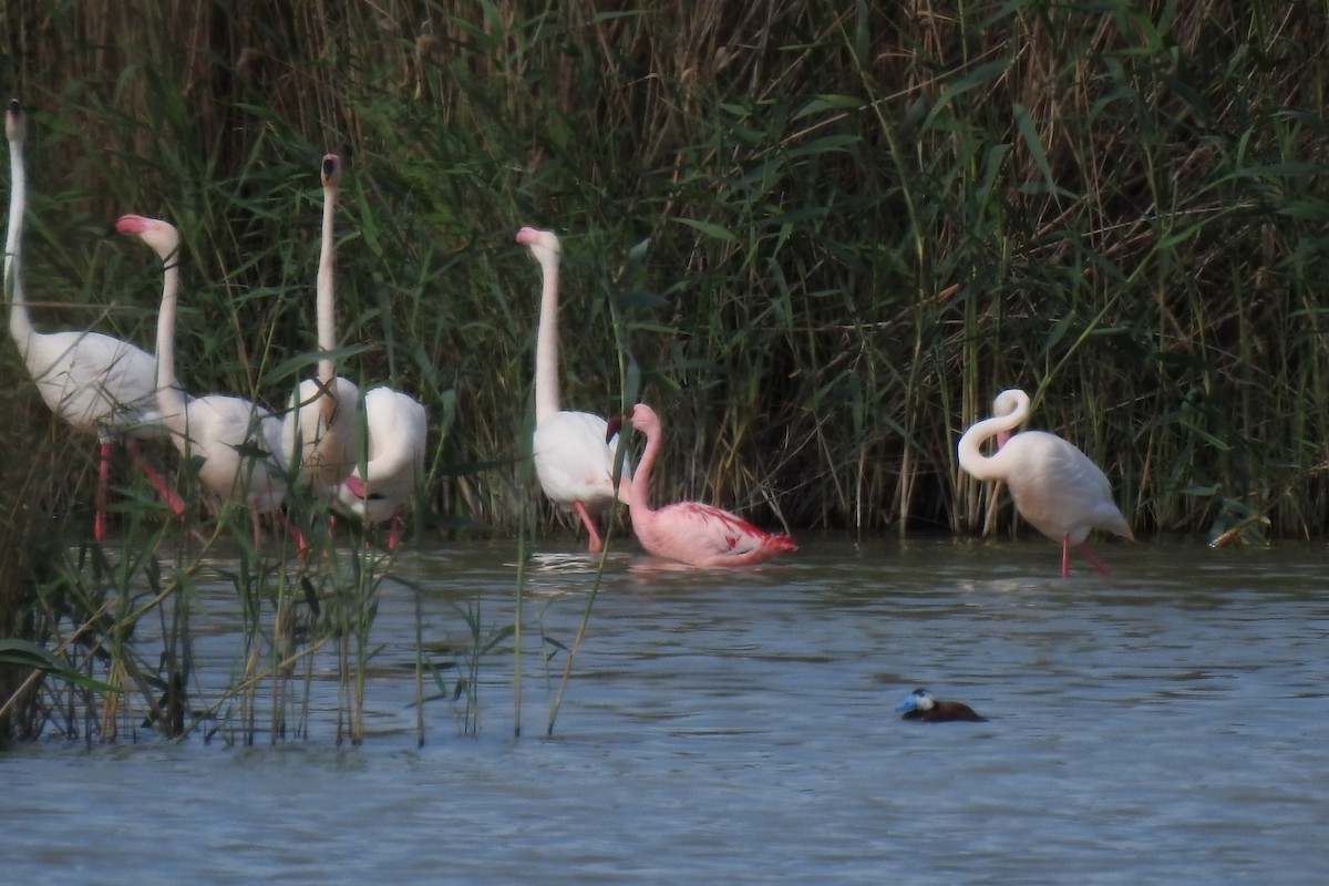 Lesser Flamingo - ML557530181