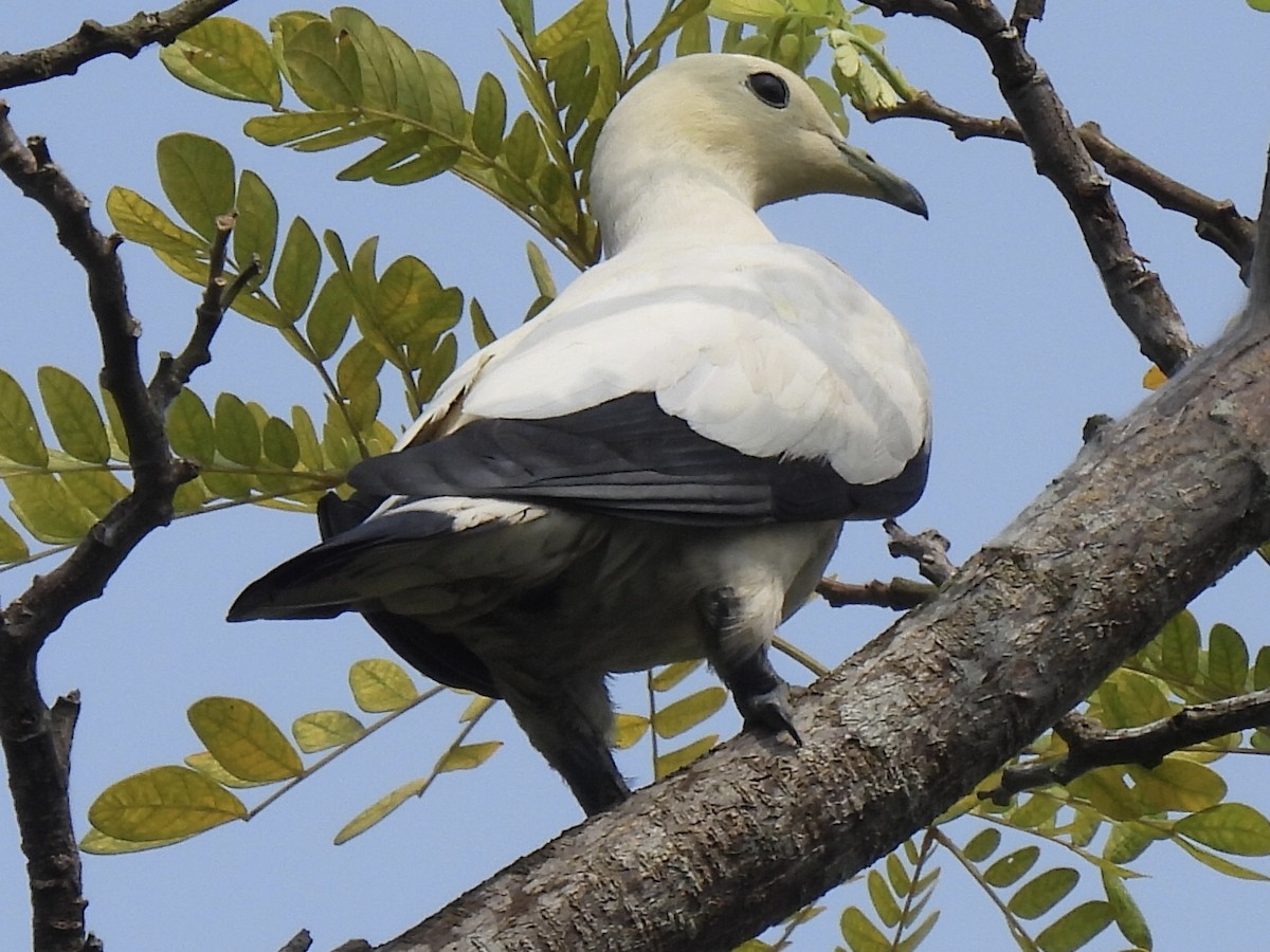 Pied Imperial-Pigeon - ML557530661