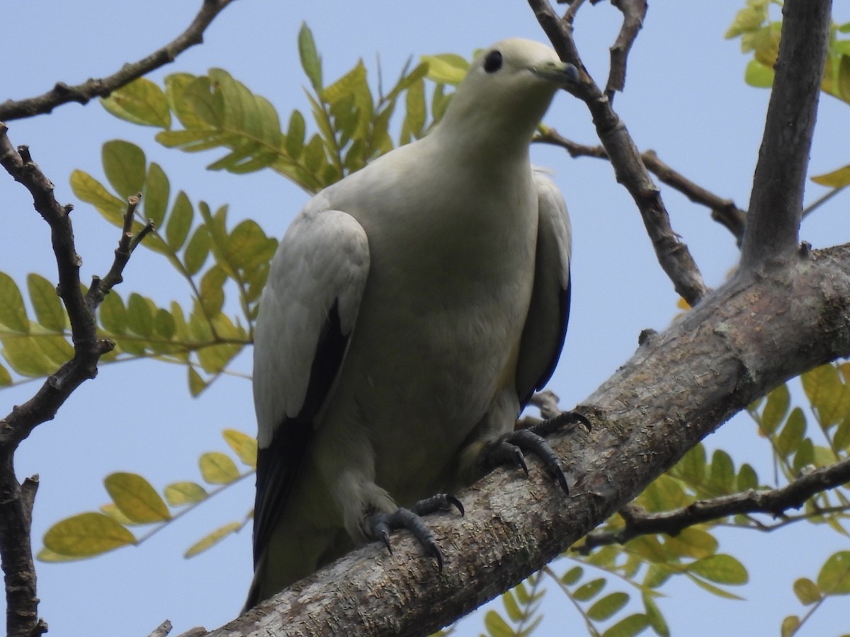 Pied Imperial-Pigeon - ML557530671
