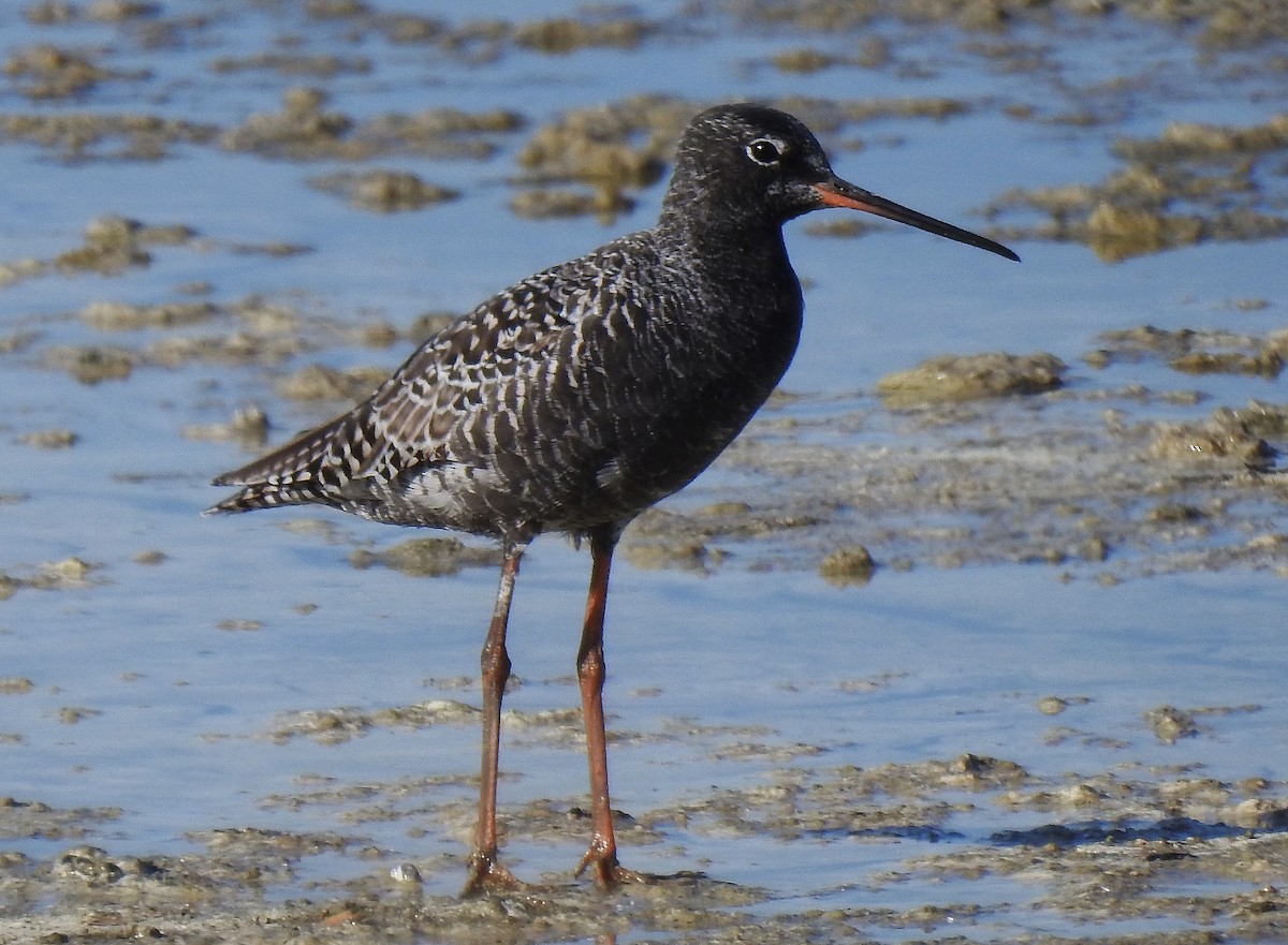 Spotted Redshank - ML557530991