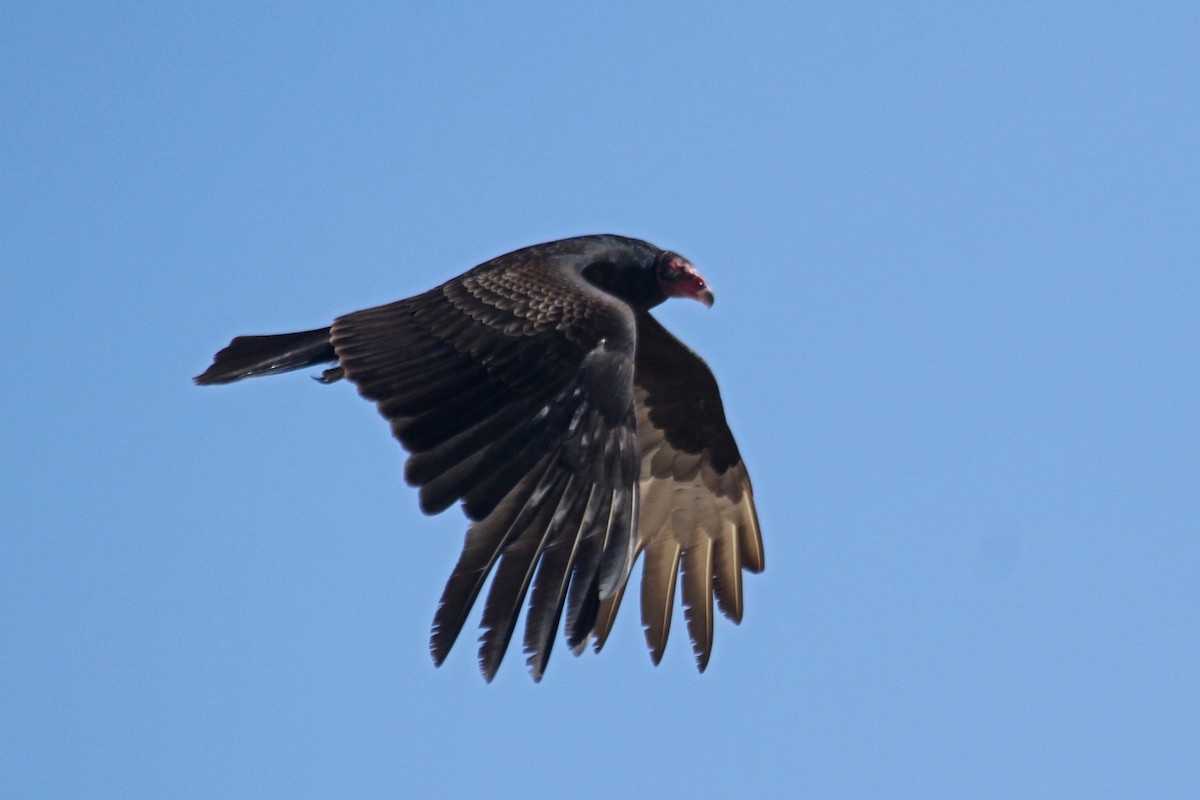 Turkey Vulture - Jeffrey Offermann