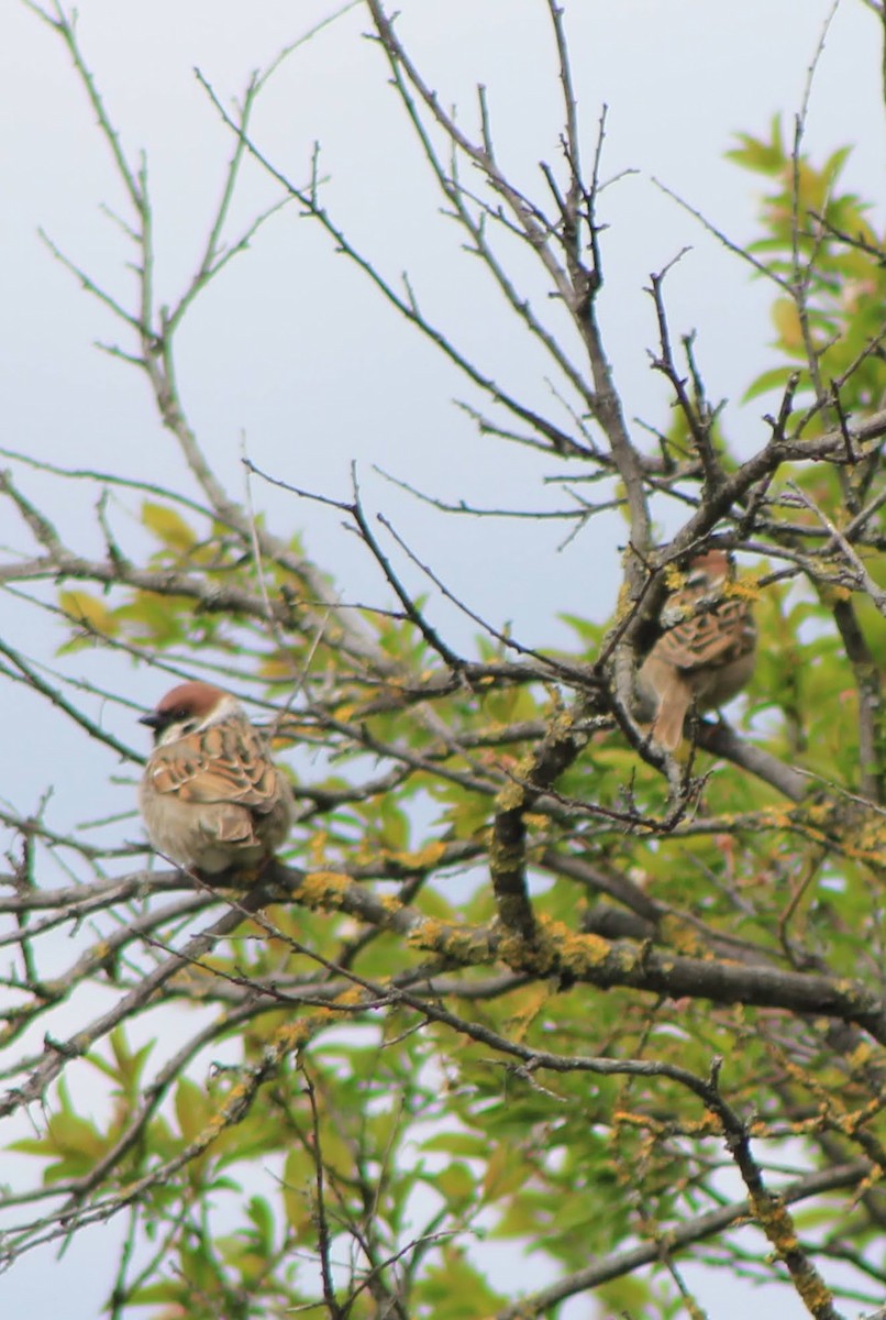 Eurasian Tree Sparrow - ML557536961