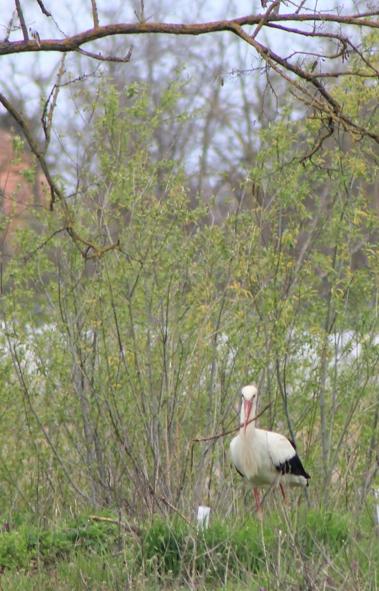 White Stork - ML557537111
