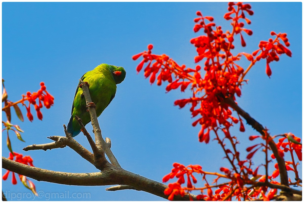 Vernal Hanging-Parrot - Diptesh Ghosh Roy