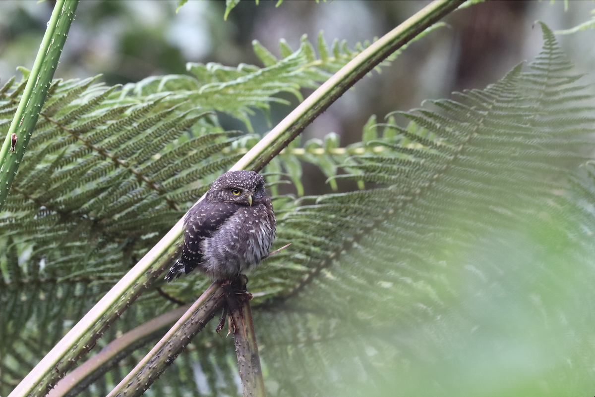 Andean Pygmy-Owl - 仲志 羅