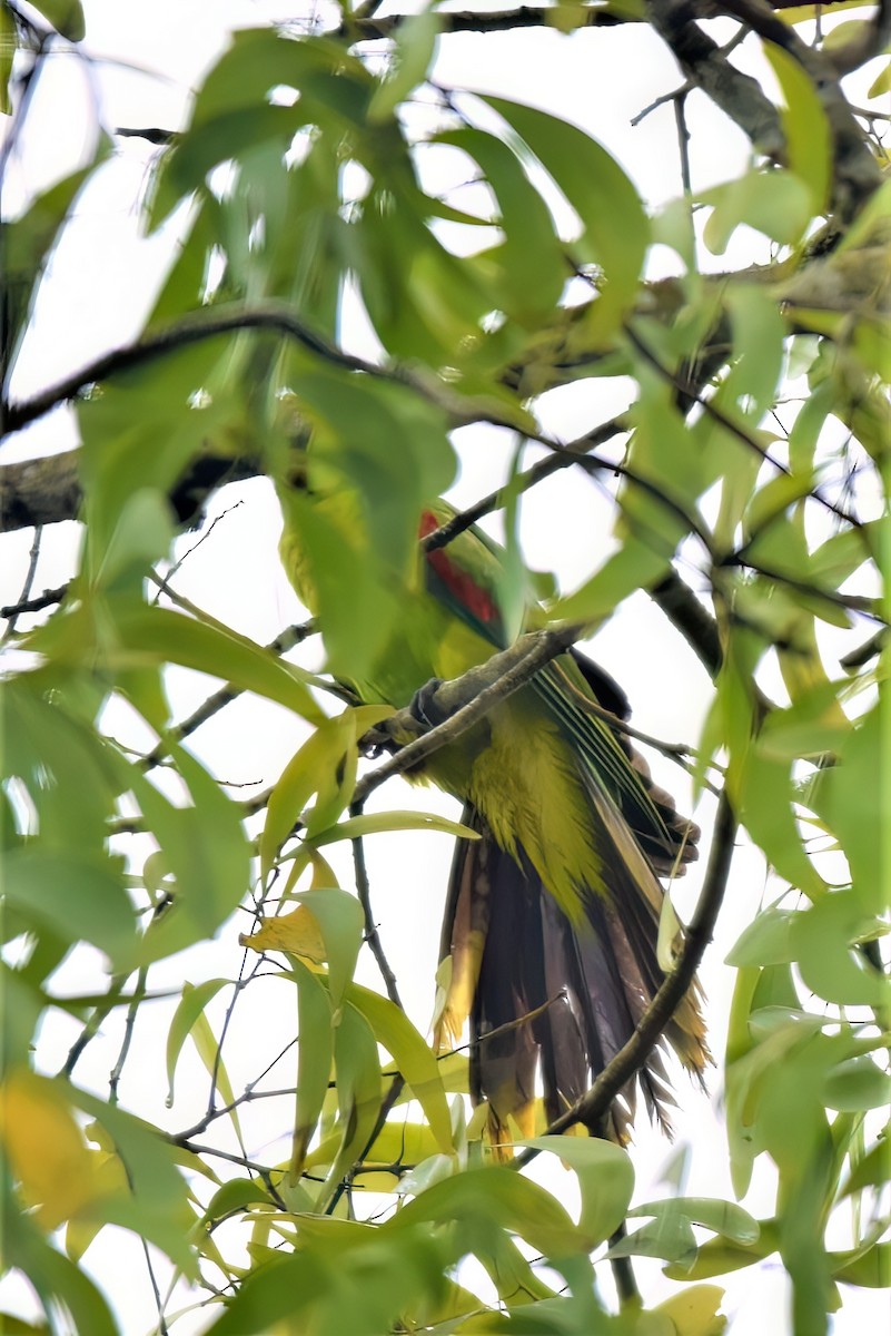 Olive-shouldered Parrot - José Teixeira