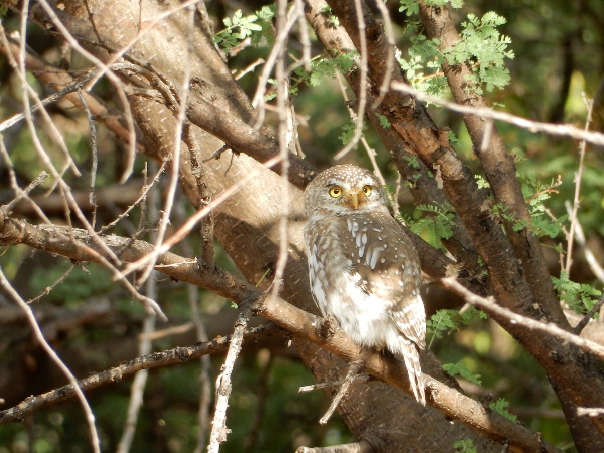 Pearl-spotted Owlet - ML557539591