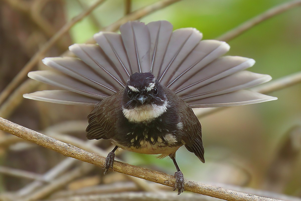 Spot-breasted Fantail - ML557543301