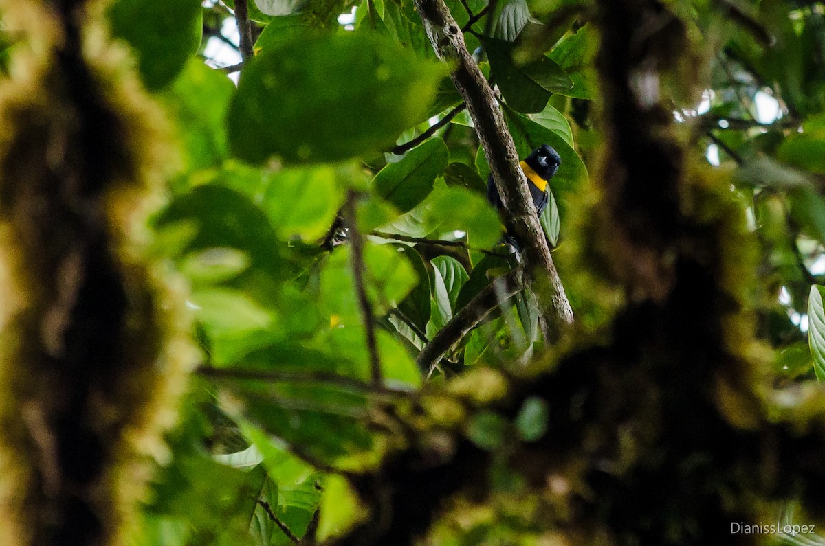 Golden-chested Tanager - ML557544021
