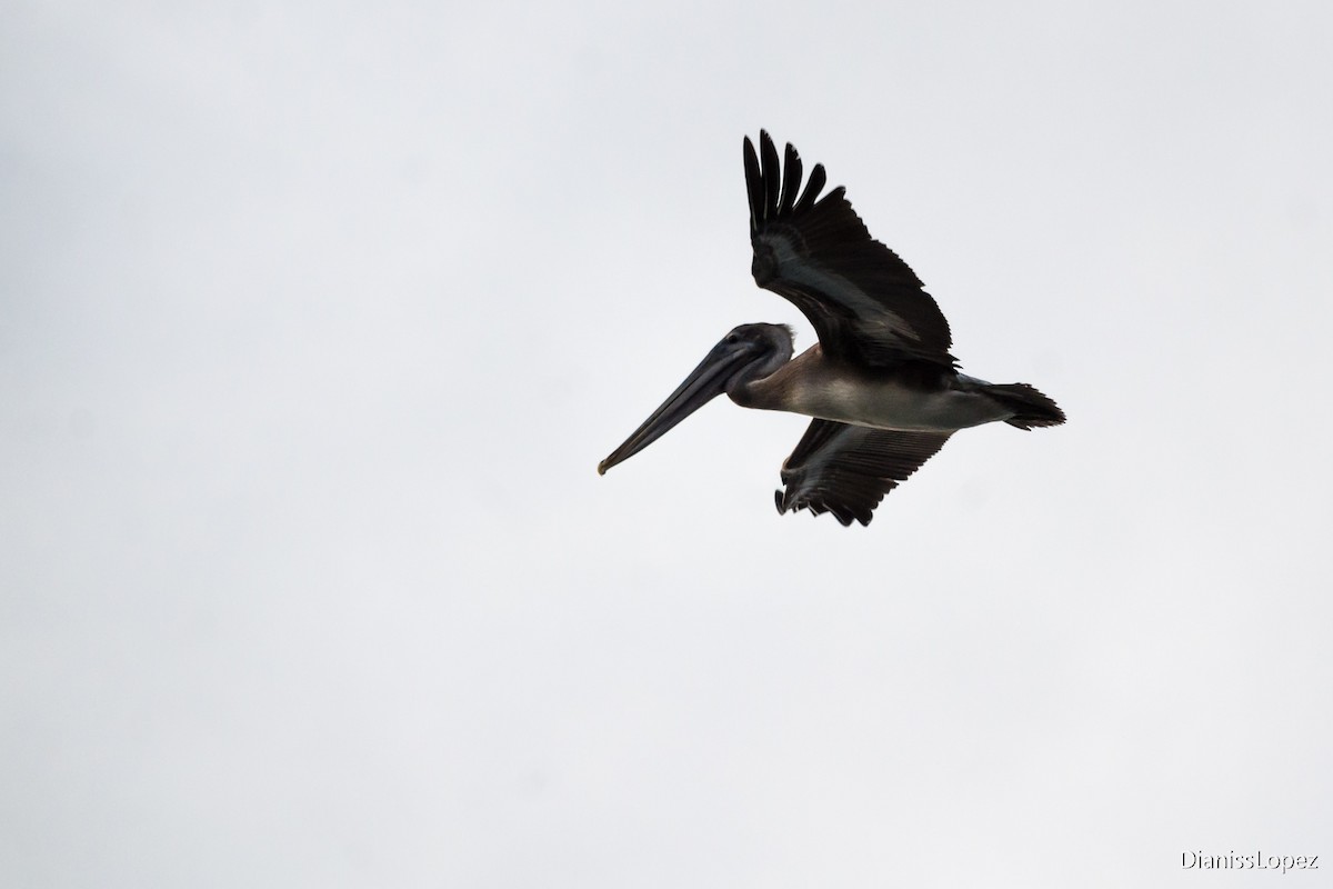 ML557544281 Brown Pelican Macaulay Library