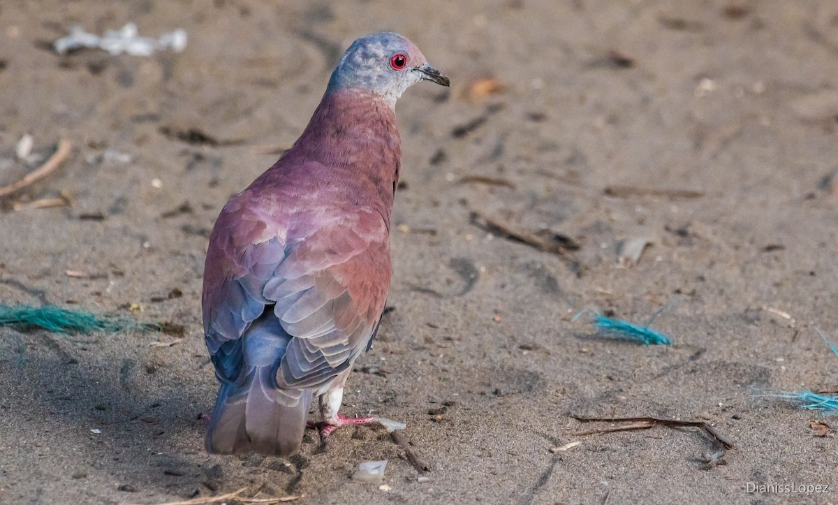 Pale-vented Pigeon - ML557544361