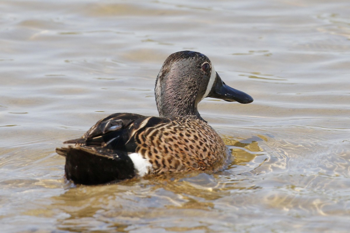 Blue-winged Teal - ML55754491